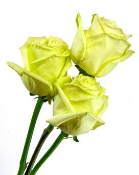 Green Tea Roses